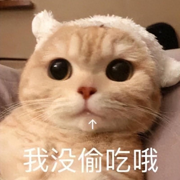 这8种食物猫咪一看就疯却有人从不给猫咪吃