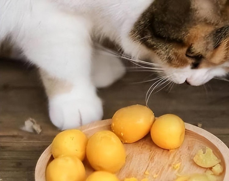 这8种食物猫咪一看就疯却有人从不给猫咪吃