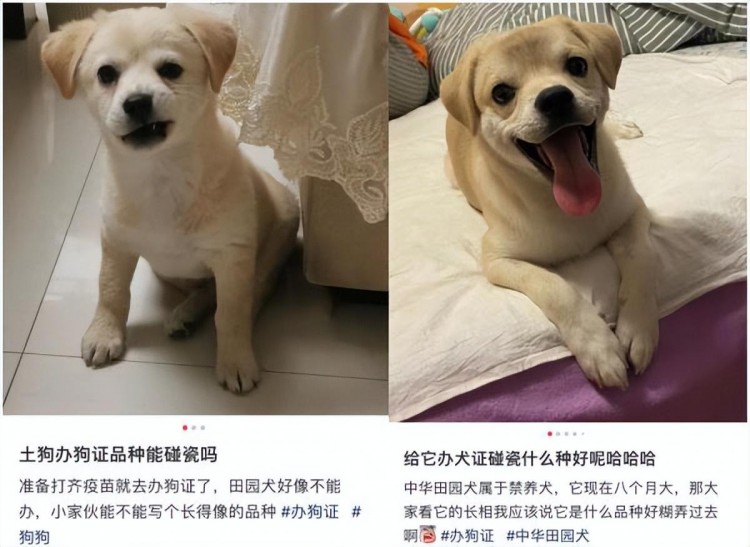 西安一小区将逐户清理禁养犬，中华田园犬阿拉斯加等在列，社区：决不能在三环内饲养