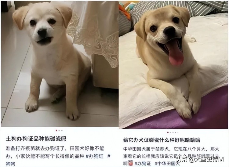 曝光！西安小区全面清理禁养犬，中华田园犬遭禁，背后的规定揭秘