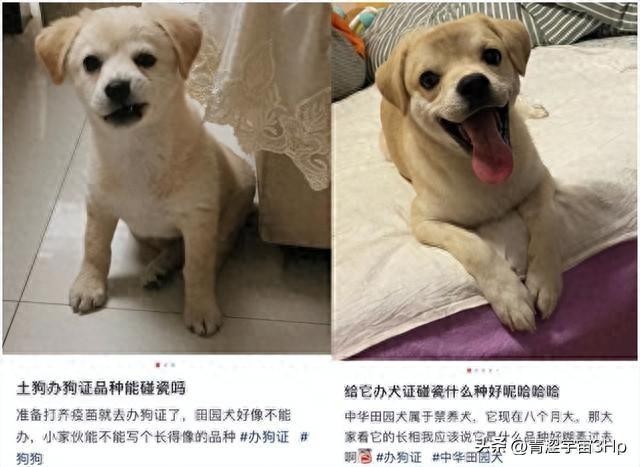 西安一小区将逐户清理禁养犬，中华田园犬阿拉斯加等在列