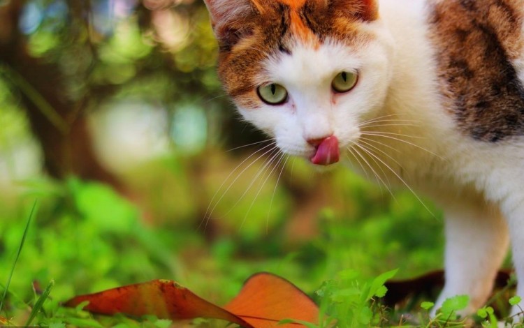 养猫！得给它吃肉如果不给猫吃肉猫会慢慢吃掉自己