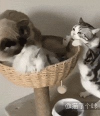 猫片精选：要做一只精致的小猫咪