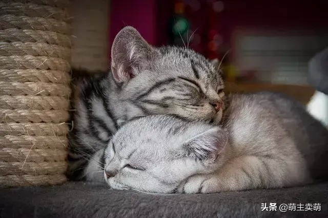 当前最流行最受欢迎又最适合新手养最好养的10种宠物猫推荐