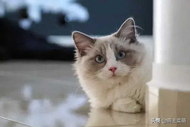 当前最流行最受欢迎又最适合新手养最好养的10种宠物猫推荐