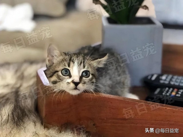 猫咪意外失去前肢被救助后顽强求生做一只霸王猫也很酷