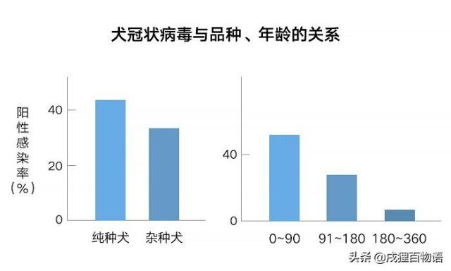 狗狗冠状病毒是什么急性肠炎元凶可能是它