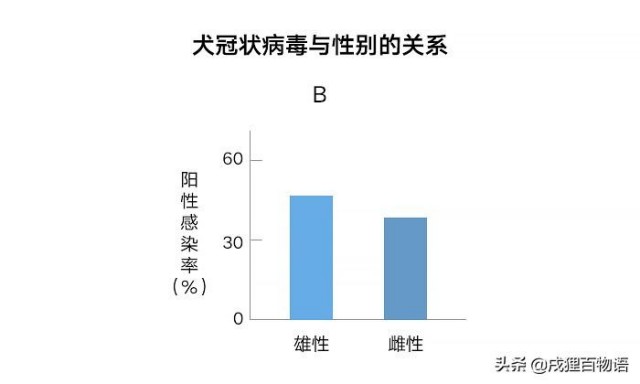 狗狗冠状病毒是什么急性肠炎元凶可能是它