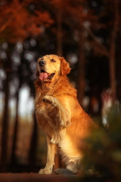 每日谈论一只狗的金毛寻回犬